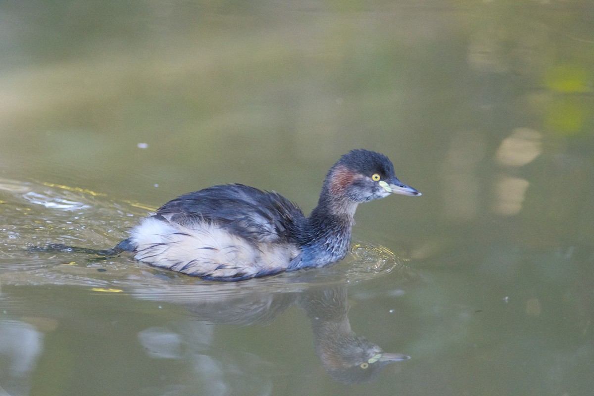 Australasian Grebe - ML301887651