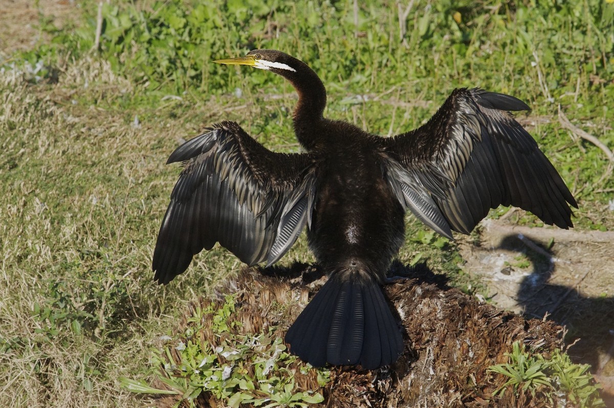 Austral-Schlangenhalsvogel - ML301887691