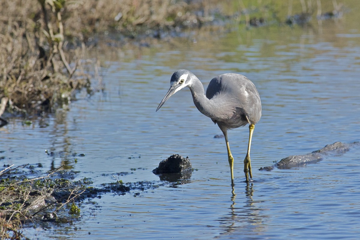 白臉鷺 - ML301887761