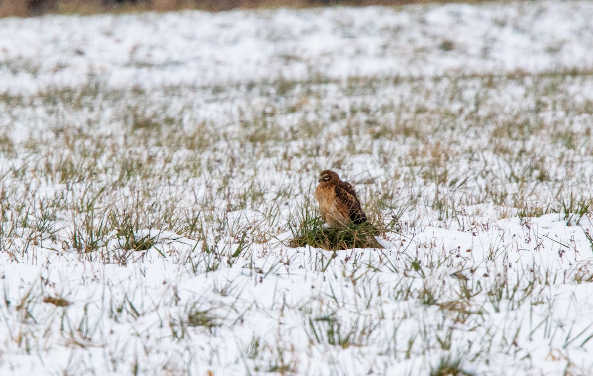 Northern Harrier - ML301887811