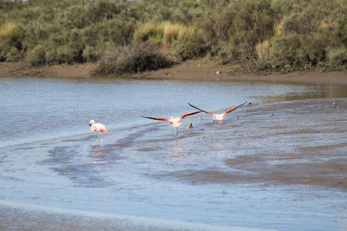 Chilean Flamingo - ML301889051