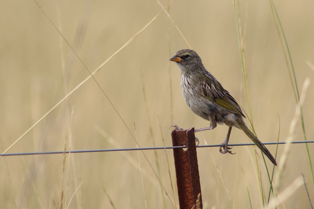 Great Pampa-Finch - ML301889201