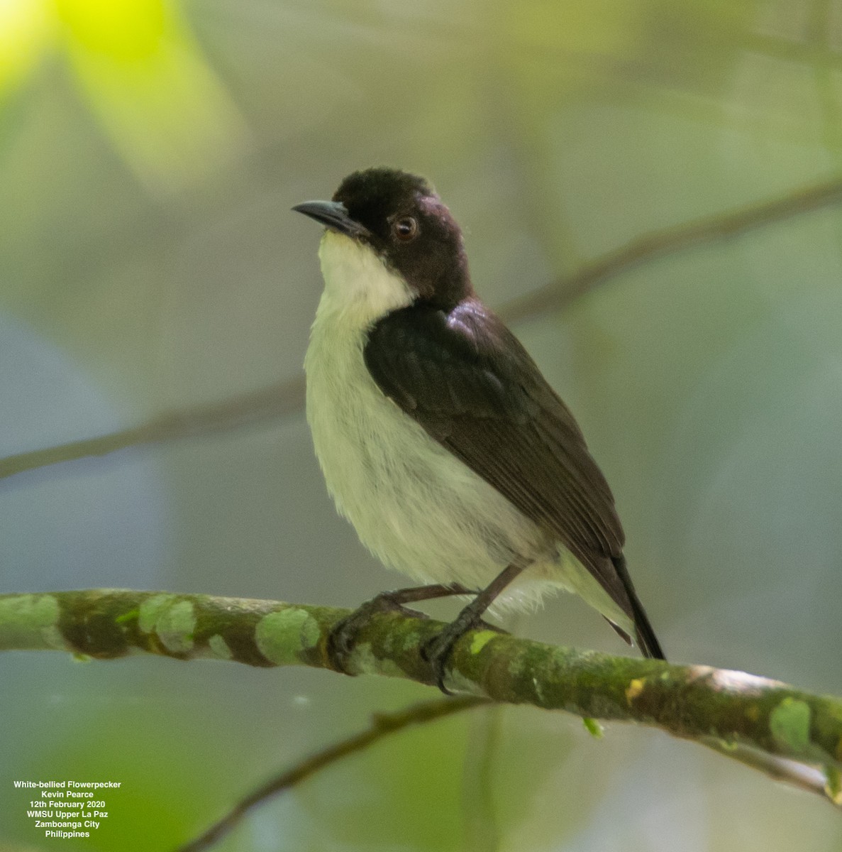Buzzing Flowerpecker - Kevin Pearce