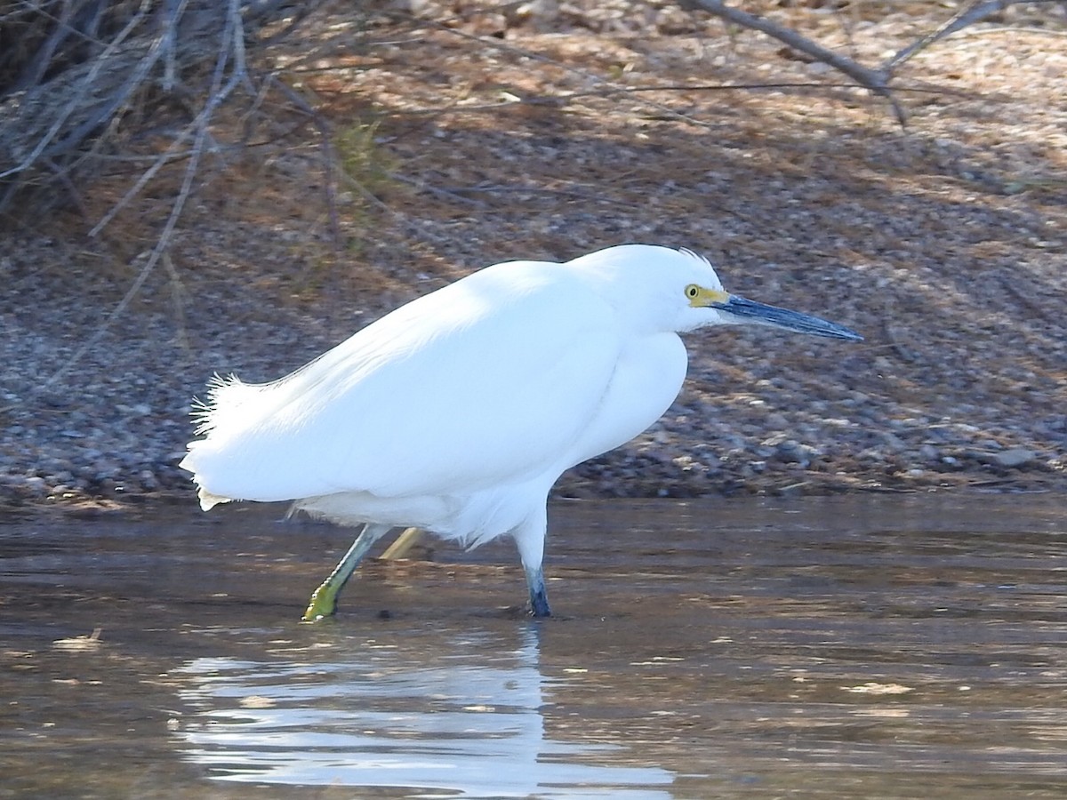 Snowy Egret - Michael Dolfay