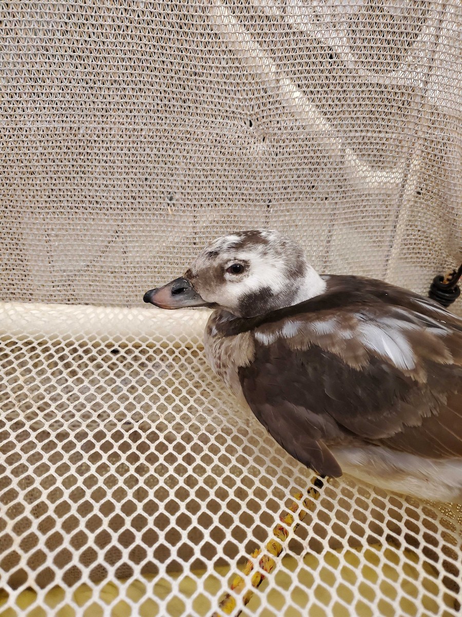 Long-tailed Duck - ML301892571