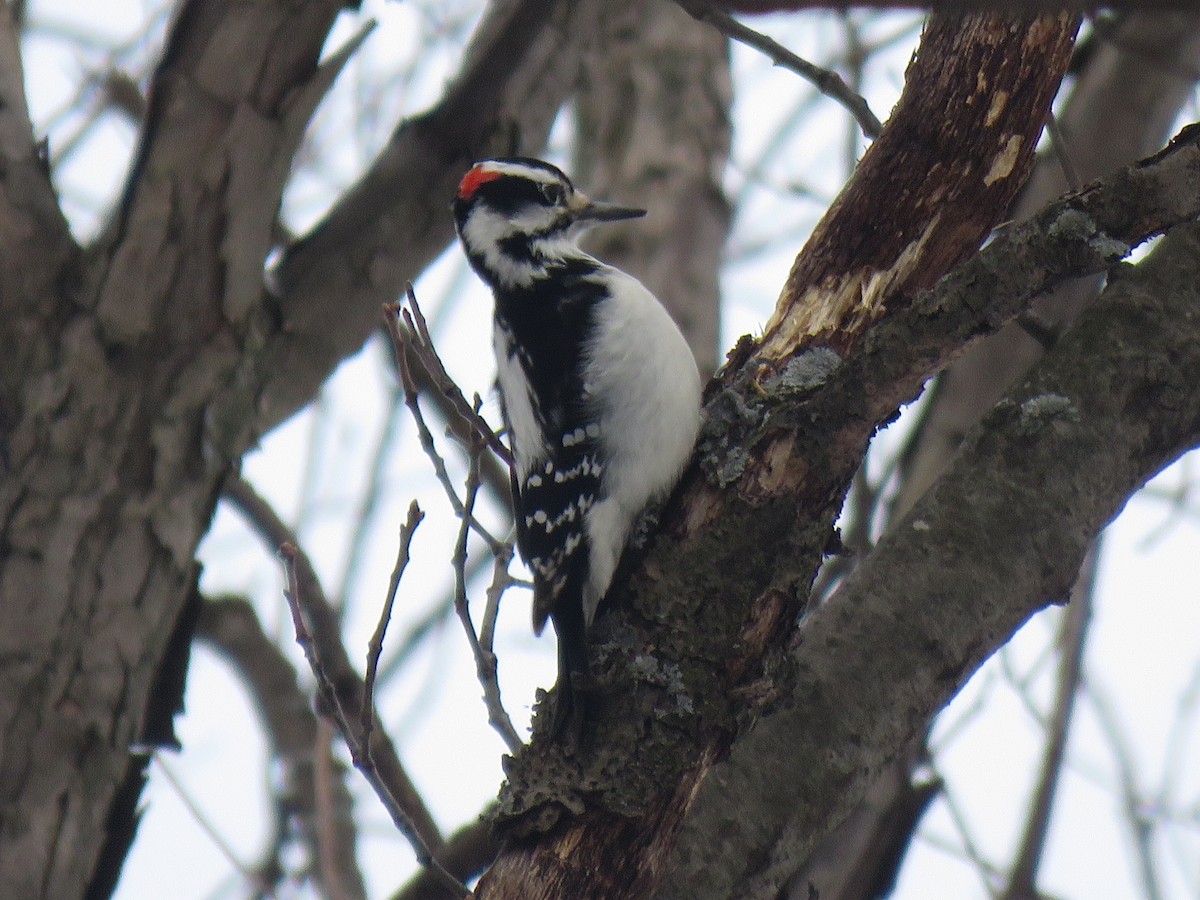 Hairy Woodpecker - ML301892791