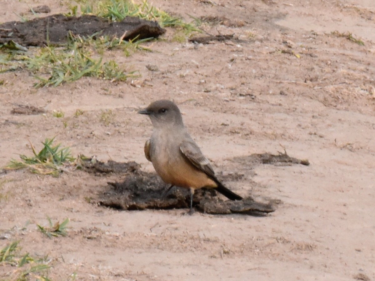 Say's Phoebe - ML301894121