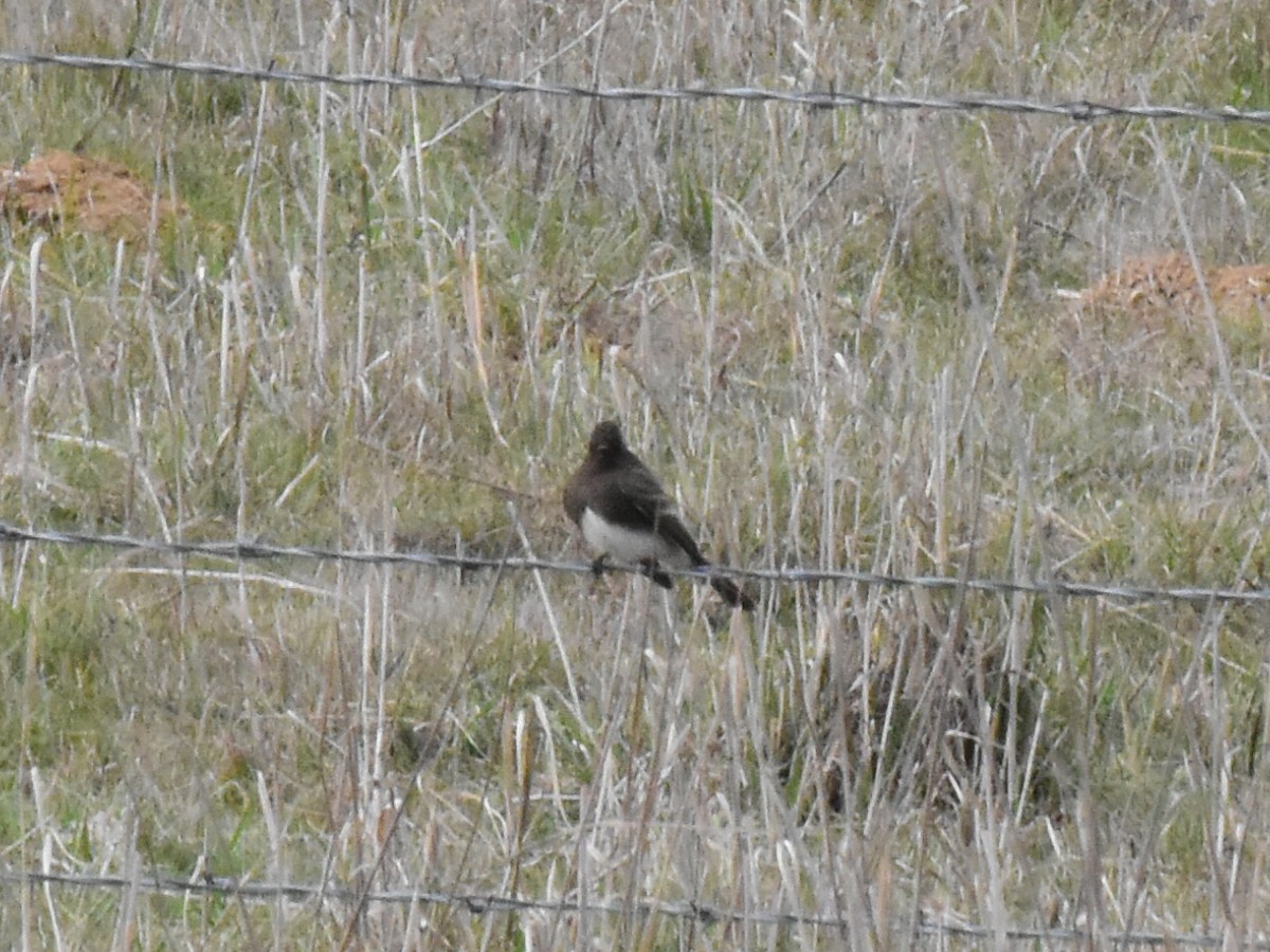 Black Phoebe - ML301894221