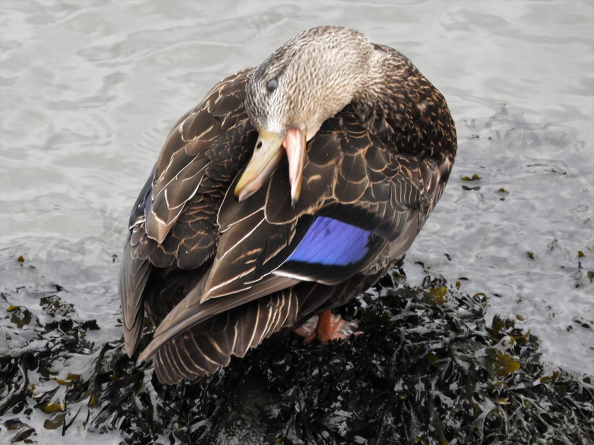 American Black Duck - ML301894351