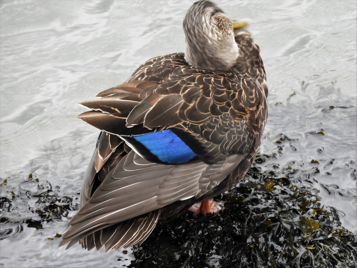 American Black Duck - ML301894401