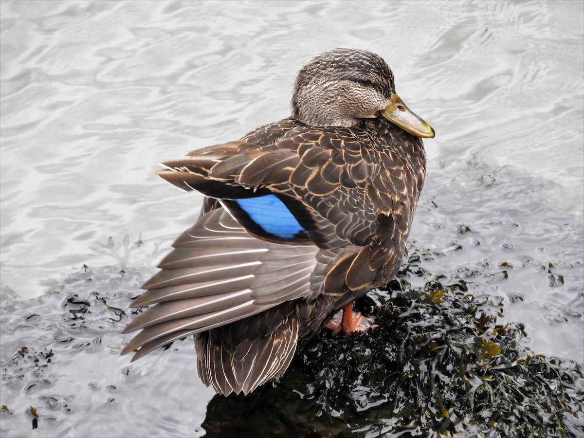 American Black Duck - ML301894431