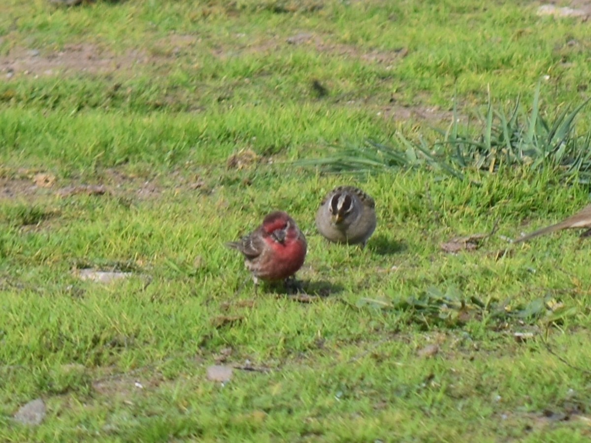 House Finch - ML301894531