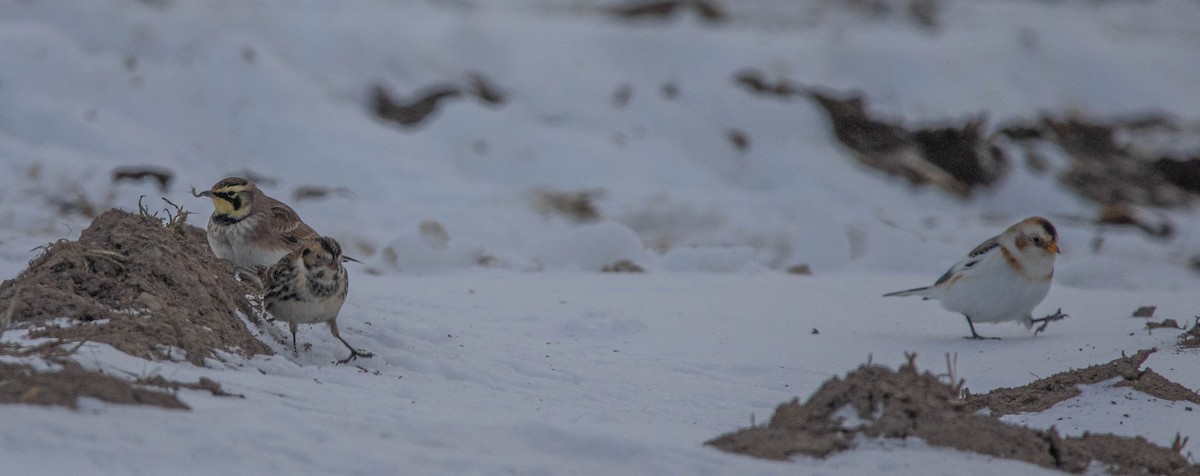 Lapland Longspur - Joel Strong
