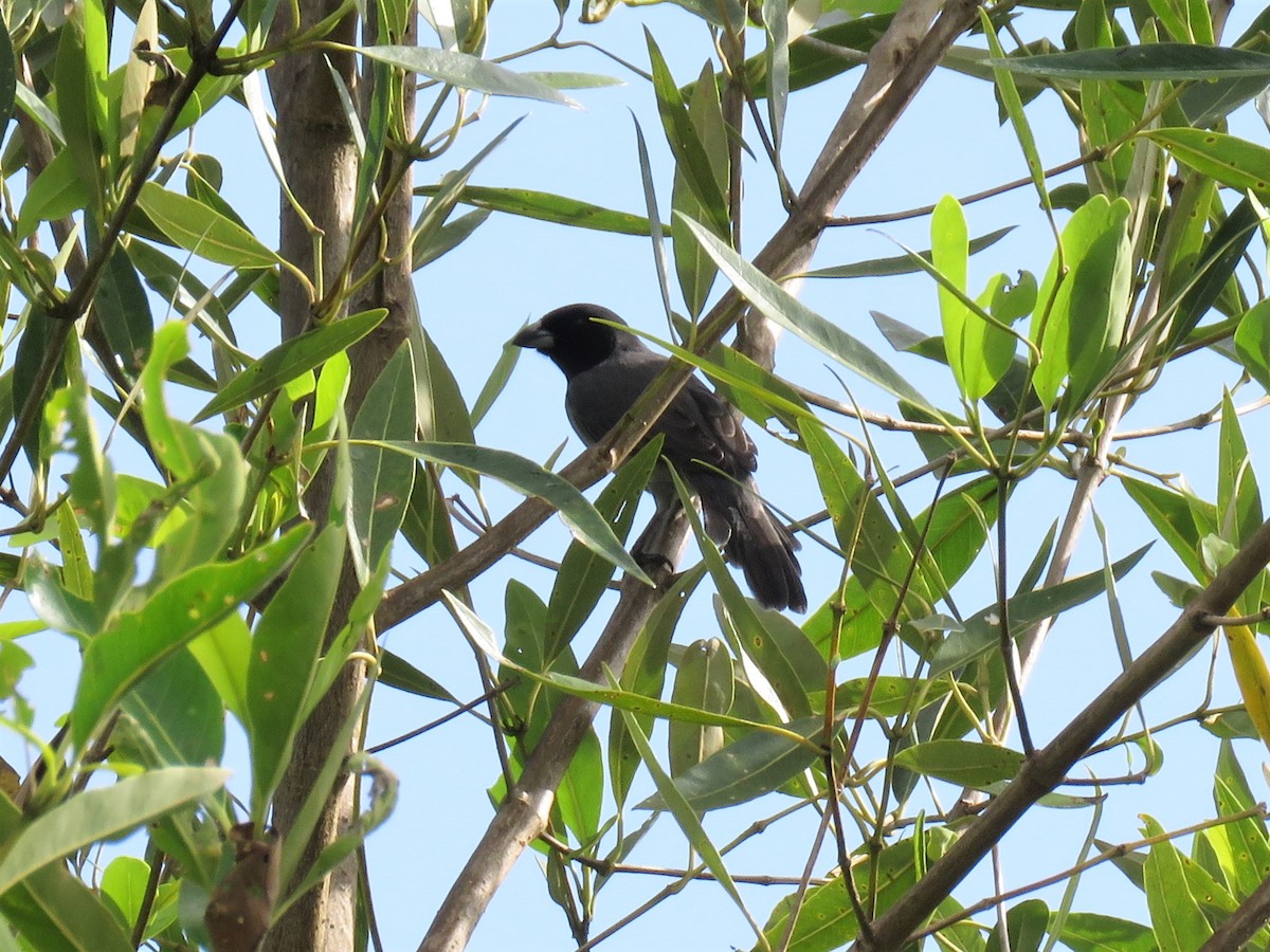 Black-faced Tanager - ML301894891