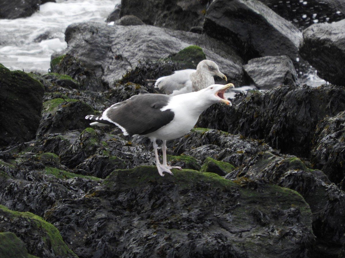 Great Black-backed Gull - ML301894931