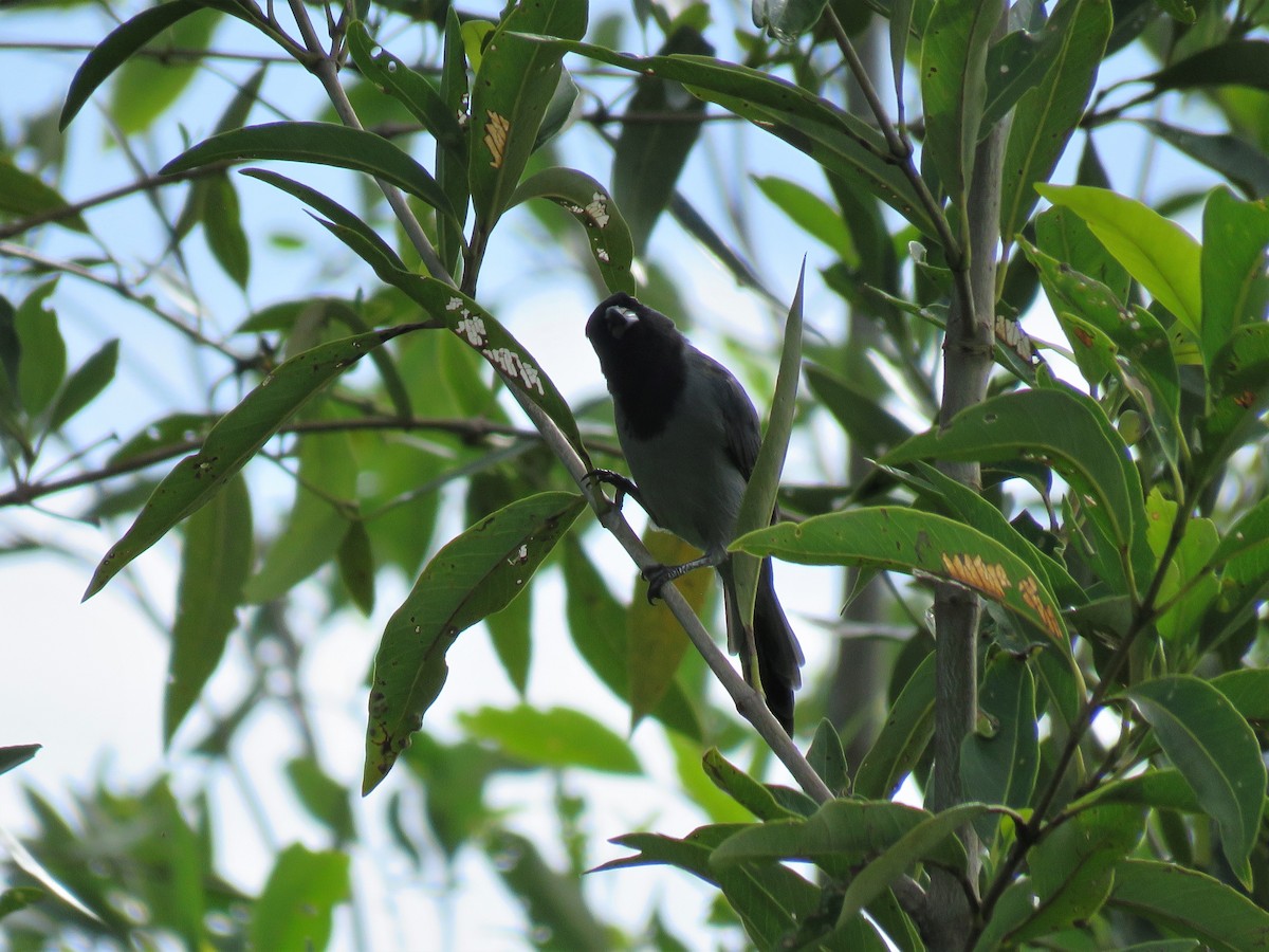 Black-faced Tanager - ML301895011