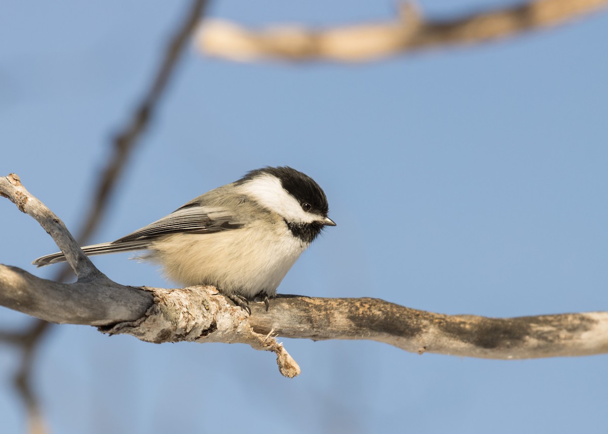 Black-capped Chickadee - ML301895151