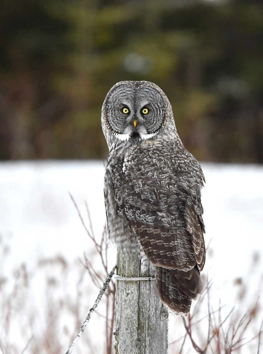 Great Gray Owl - ML301895571