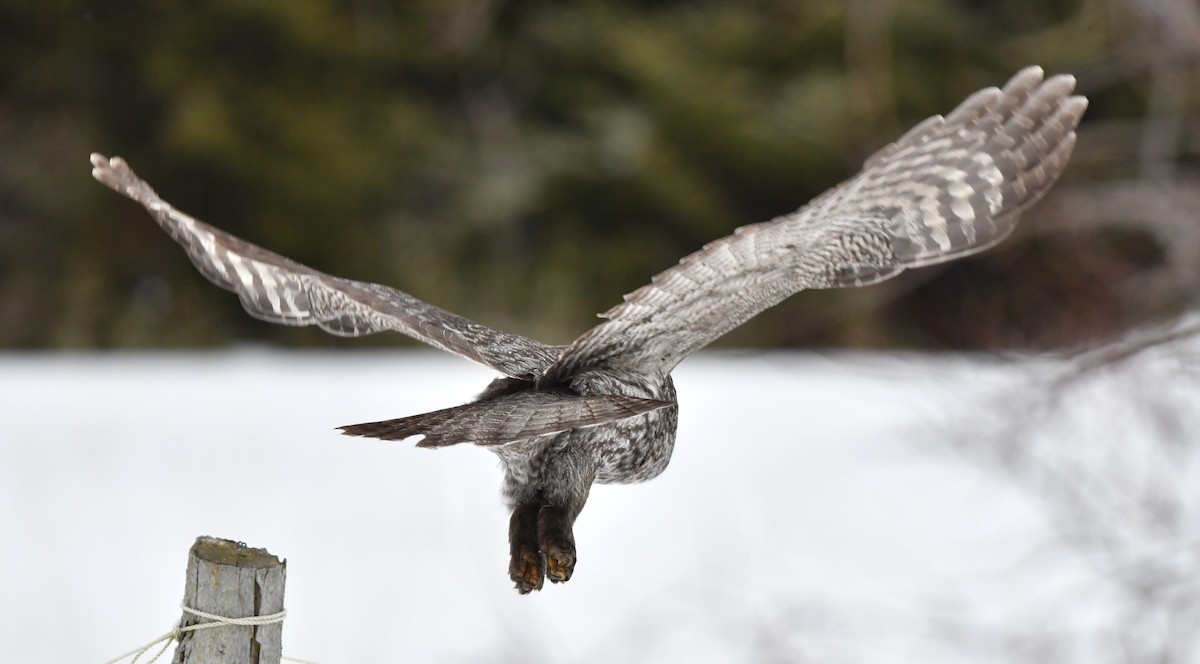 Great Gray Owl - ML301895581