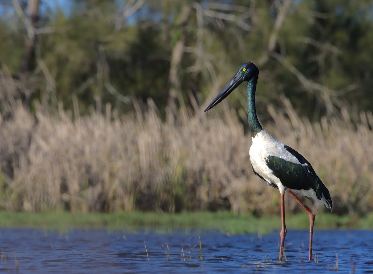 Black-necked Stork - ML301901261