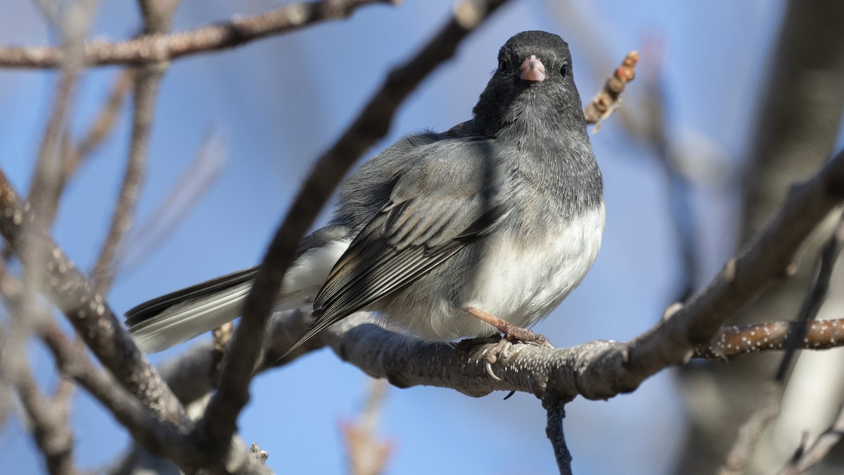 Dark-eyed Junco - ML301904081