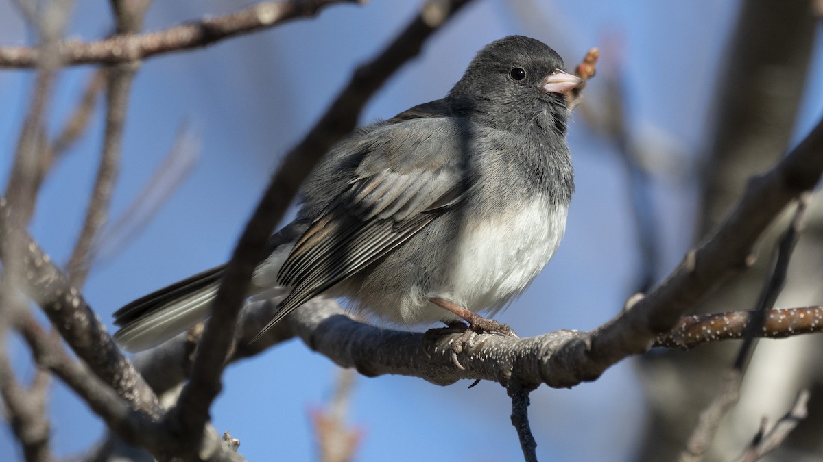 Dark-eyed Junco - ML301904131