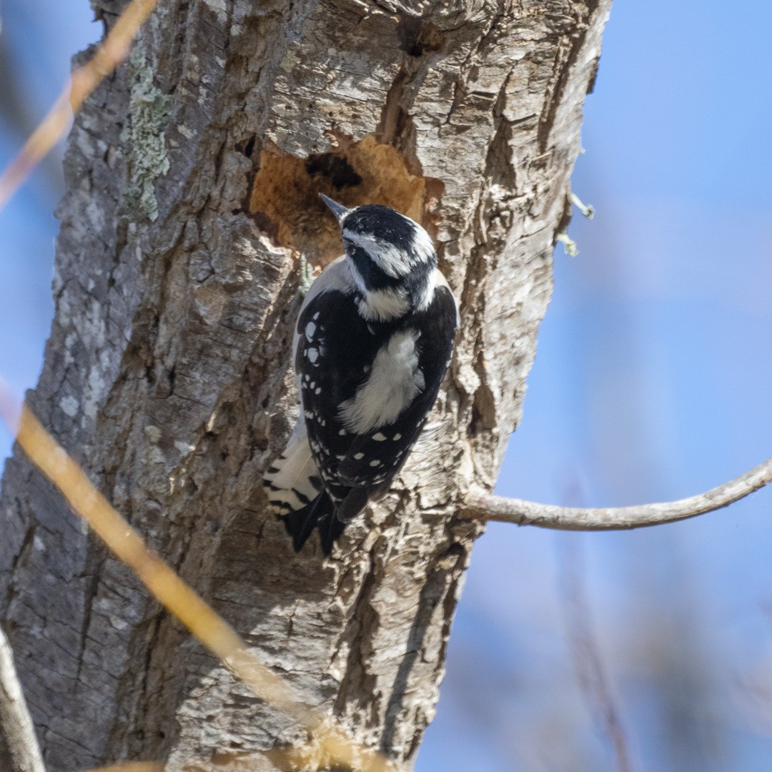 Downy Woodpecker - ML301904261