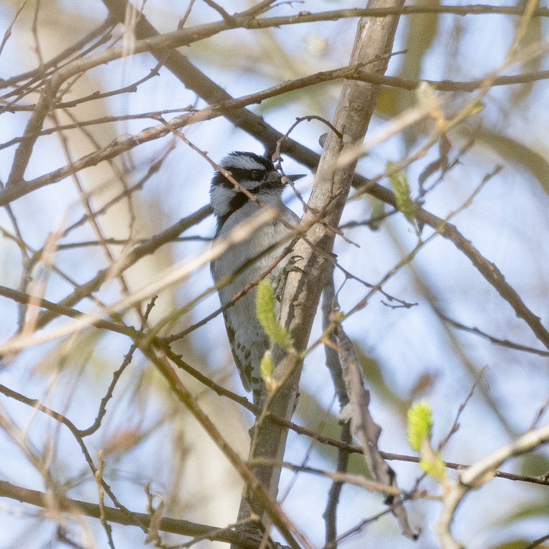 Downy Woodpecker - ML301904271