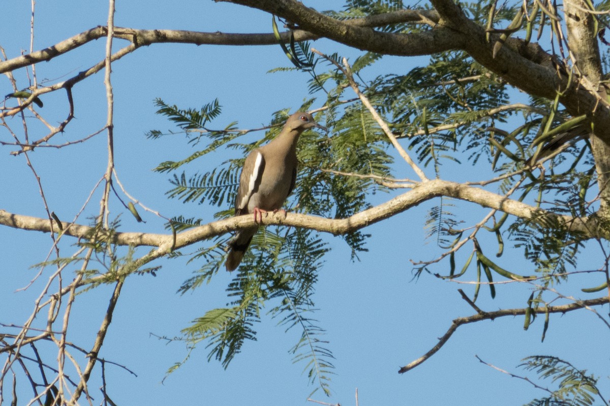 White-winged Dove - ML301907411