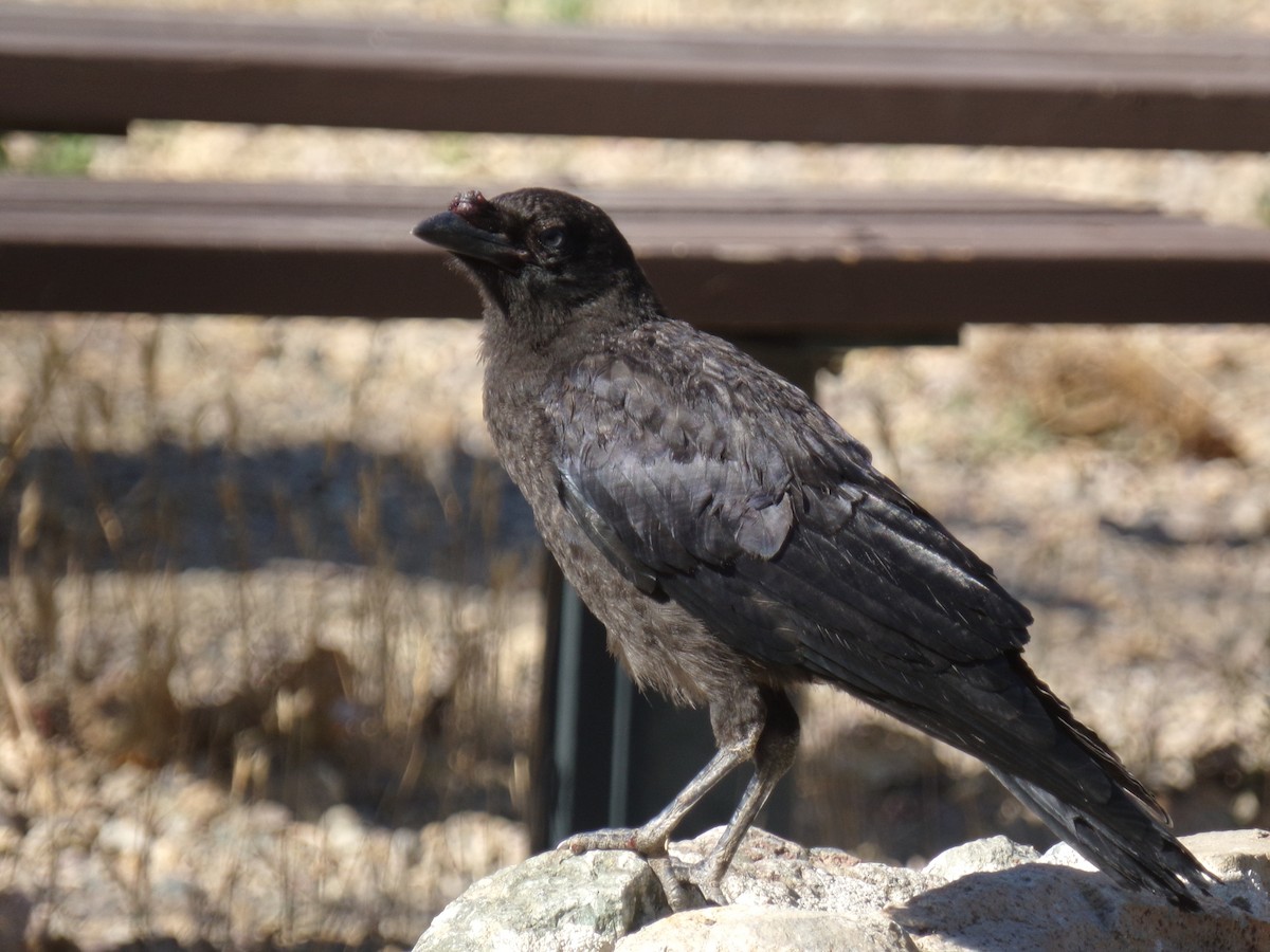 American Crow - ML30190841