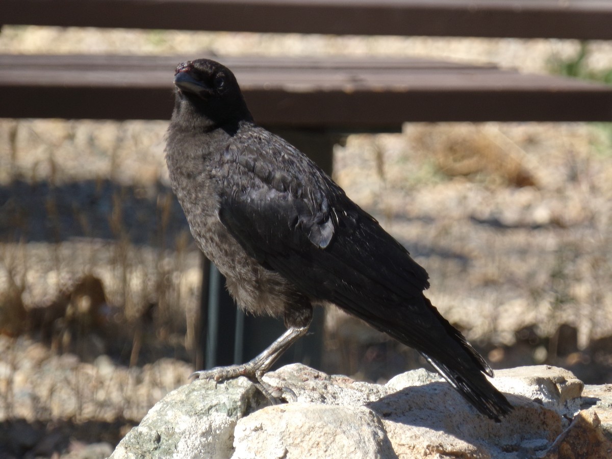 American Crow - ML30190851