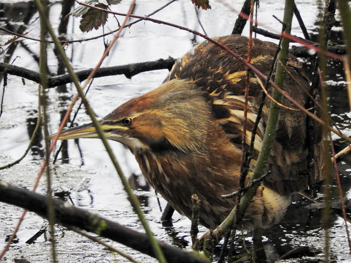 American Bittern - ML301910291