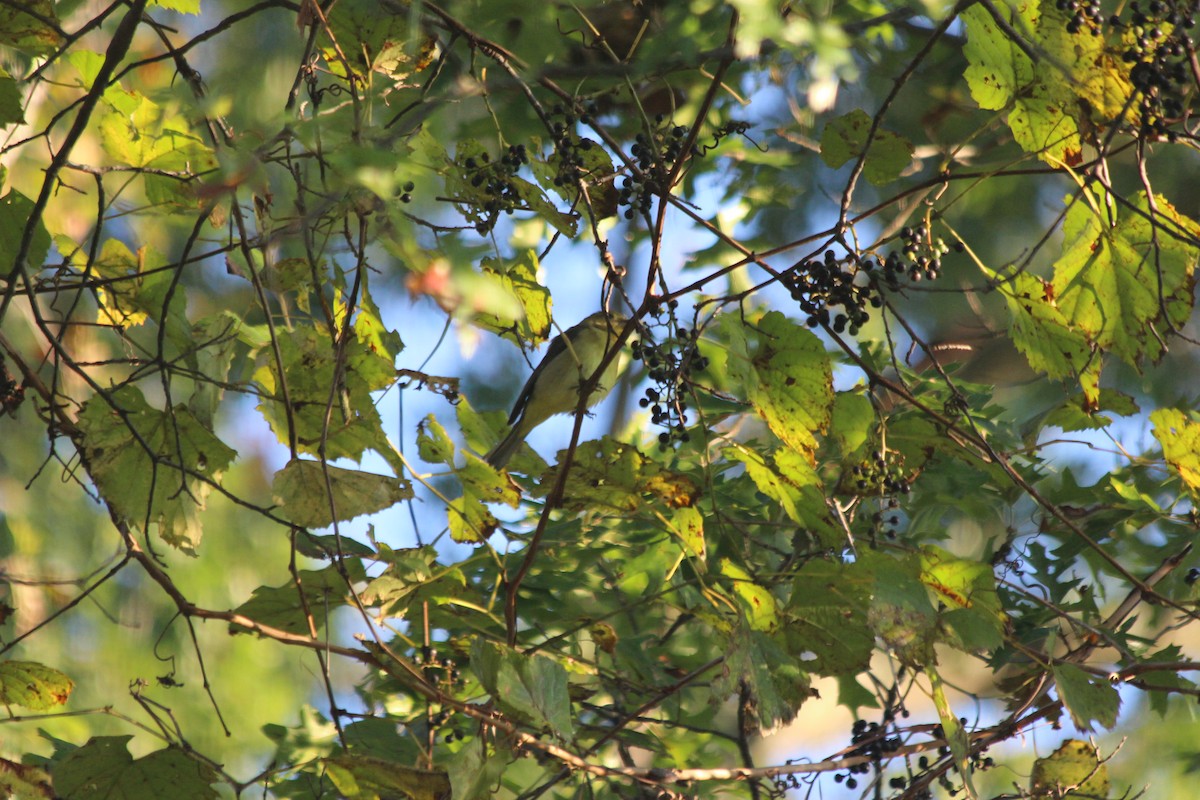 Scarlet Tanager - ML301912701