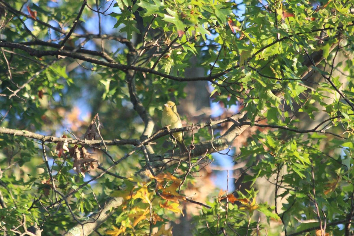 Scarlet Tanager - ML301912711