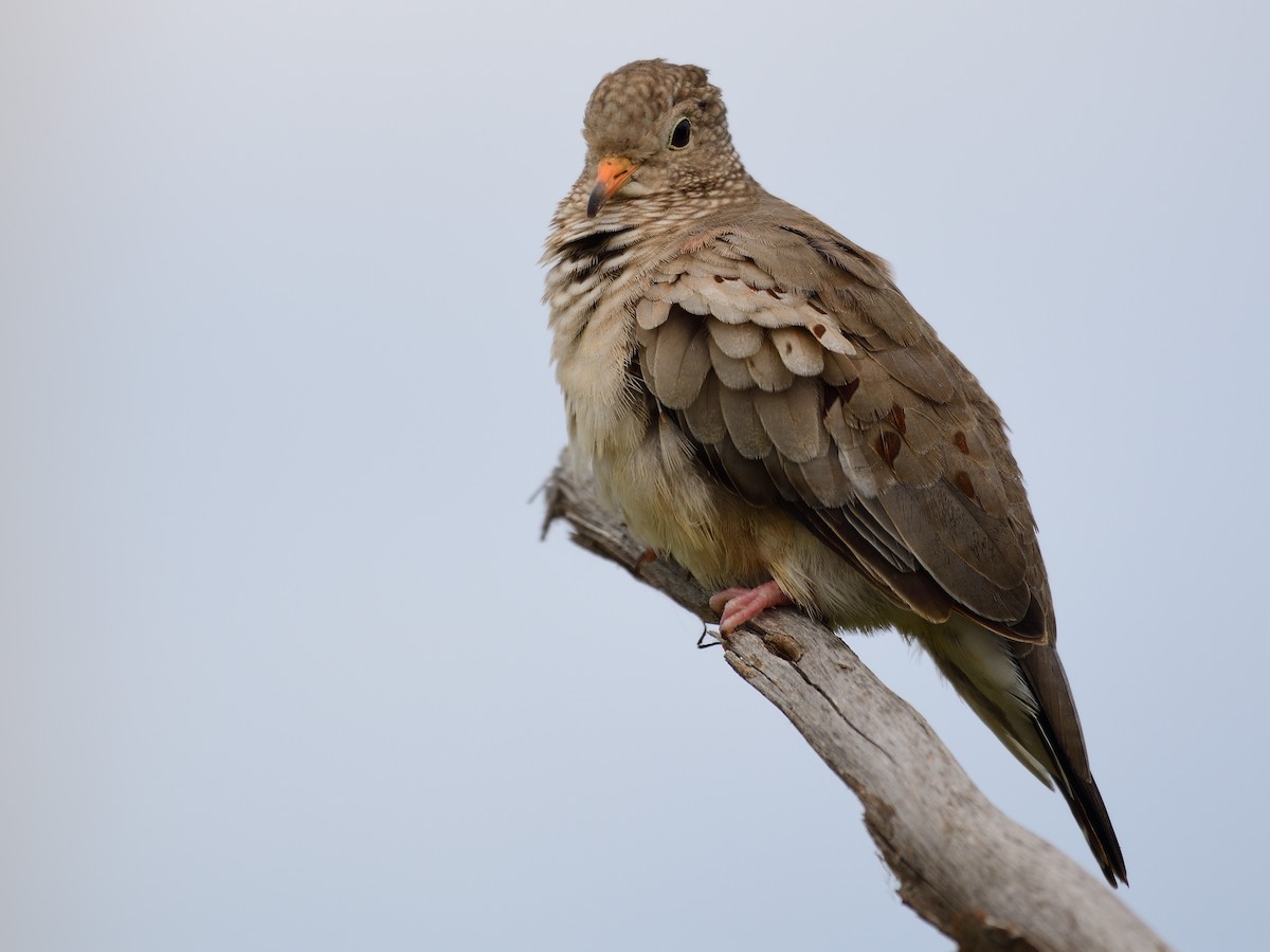 Common Ground Dove - ML301912821