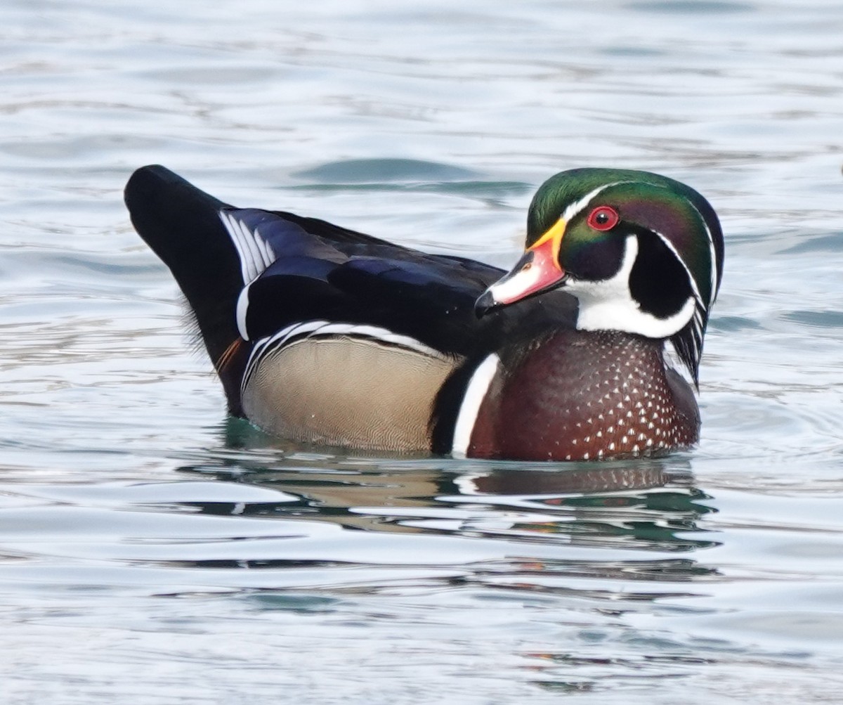 Wood Duck - ML301914291