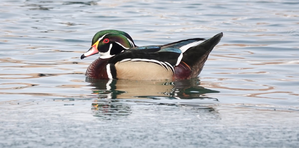 Wood Duck - mc coburn