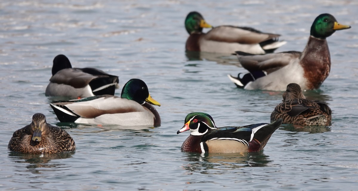 Wood Duck - ML301914331