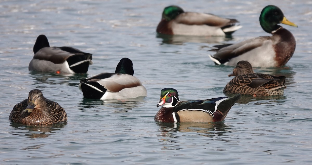 Wood Duck - ML301914341