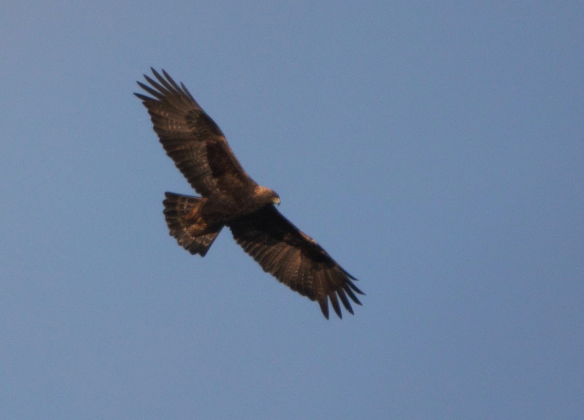 Golden Eagle - David Woodhouse