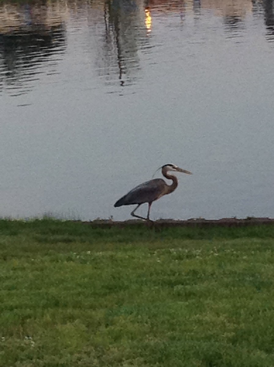 Great Blue Heron - ML30191451