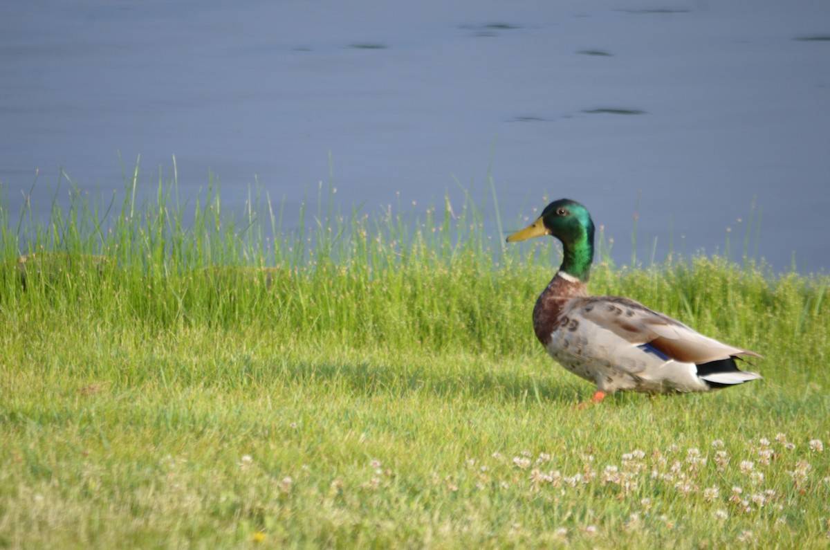 Mallard - ML30191491
