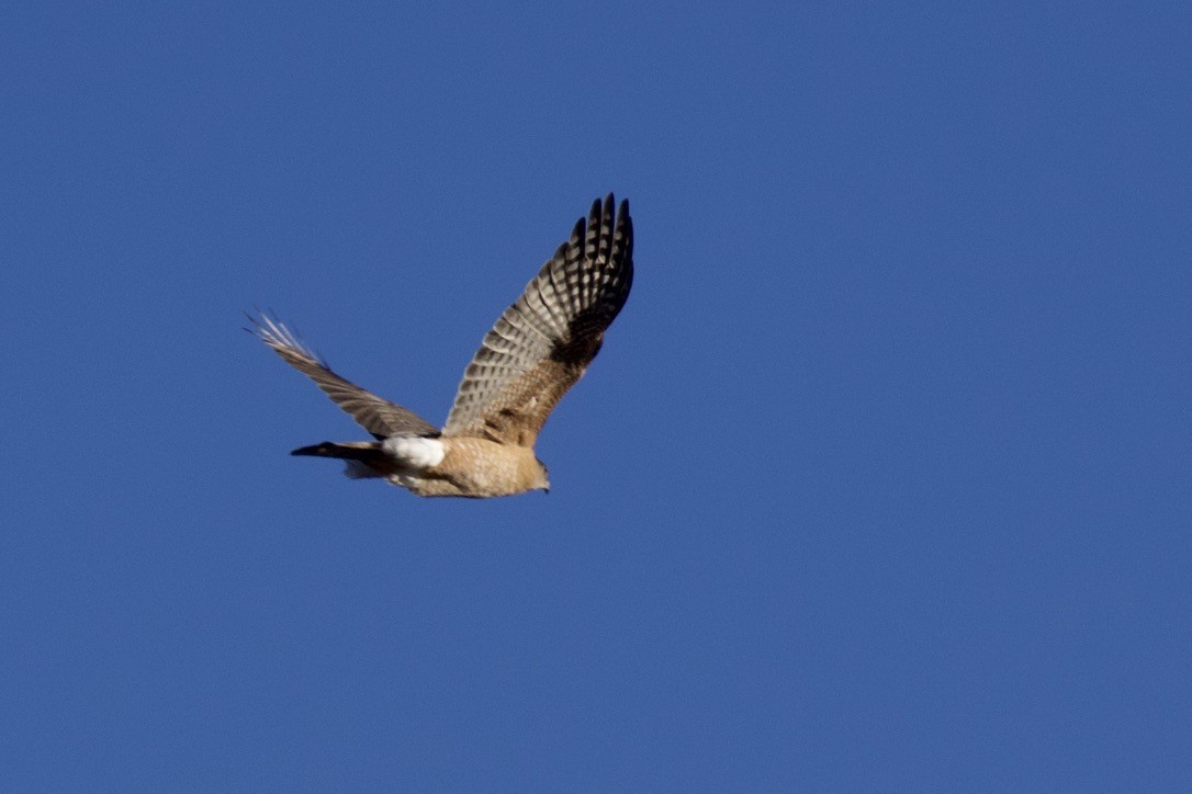 Cooper's Hawk - ML301915251