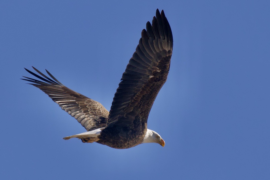 Bald Eagle - ML301915391