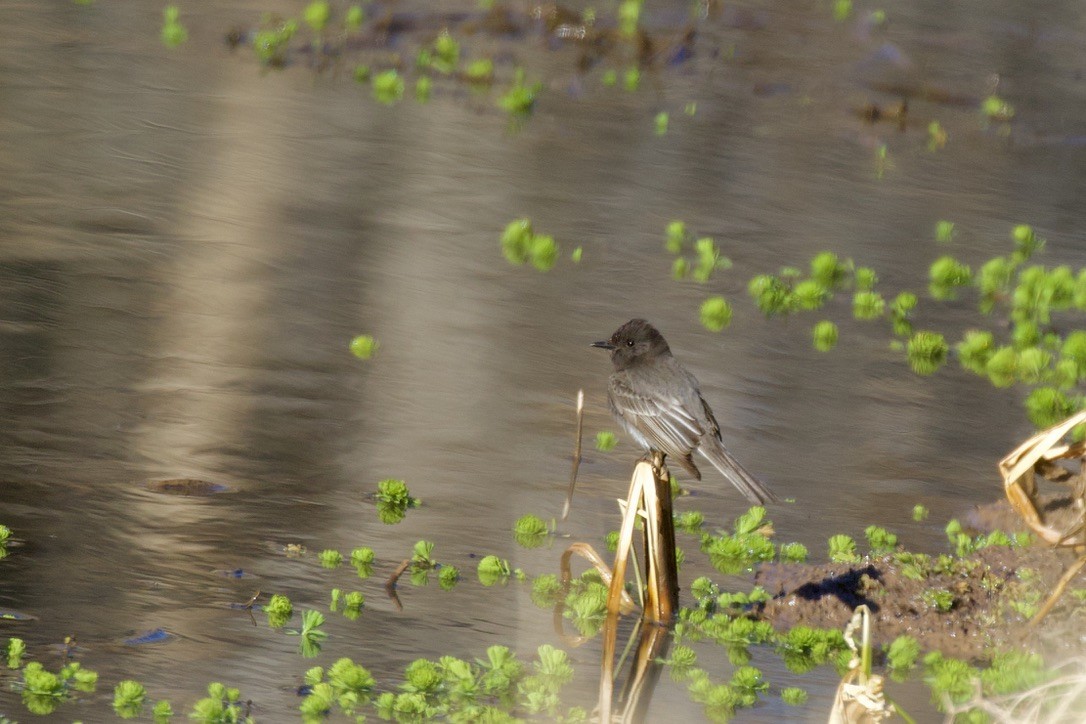 Black Phoebe - ML301915481