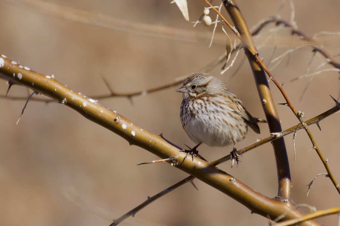 Song Sparrow - ML301915611