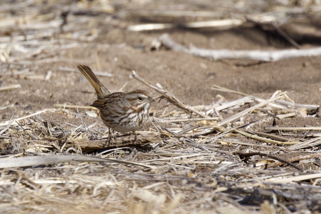 Song Sparrow - ML301915621