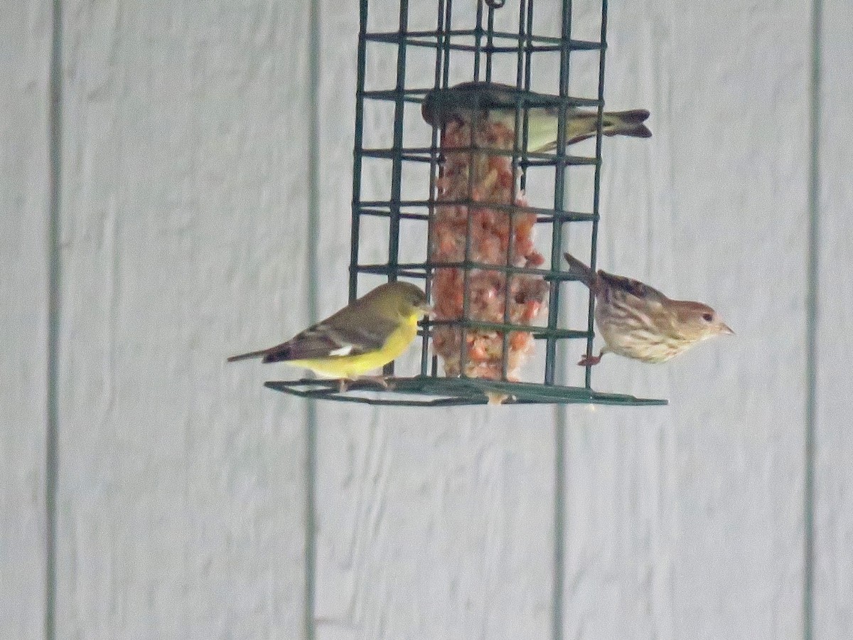 Lesser Goldfinch - ML301916241