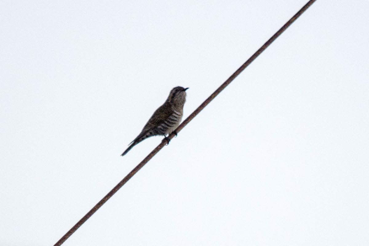 Horsfield's Bronze-Cuckoo - David King