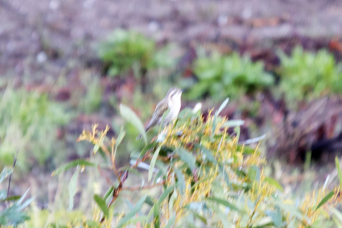 Horsfield's Bronze-Cuckoo - David King